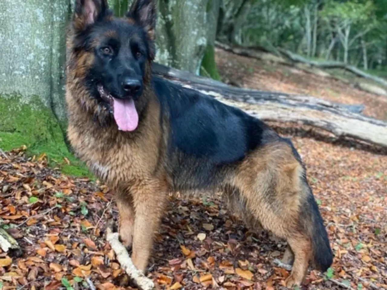 Billede 7 - 5 uger gamle ægte langhåret schæferhvalpe sælges, 