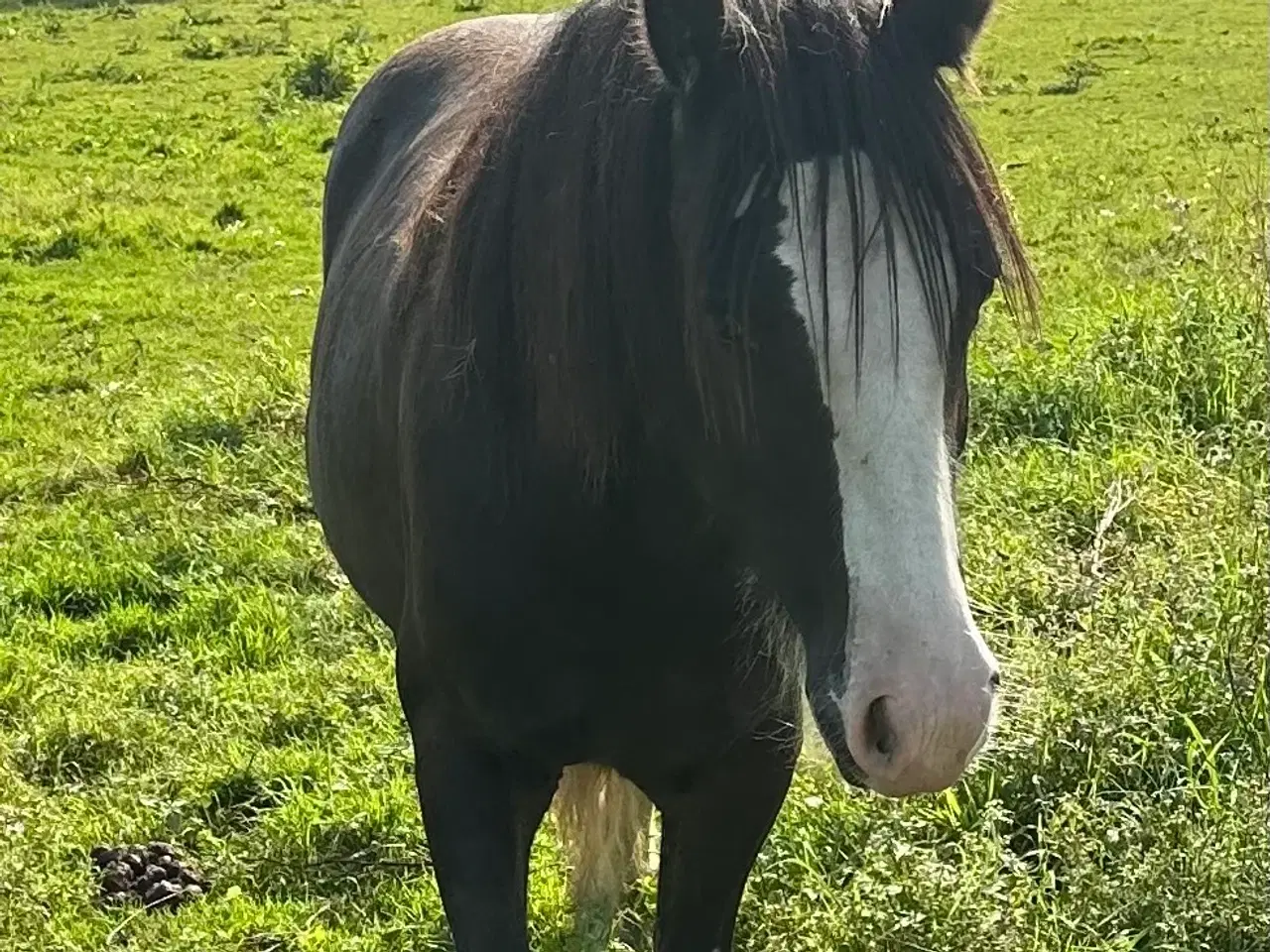 Billede 2 - Irish cob Vallak 