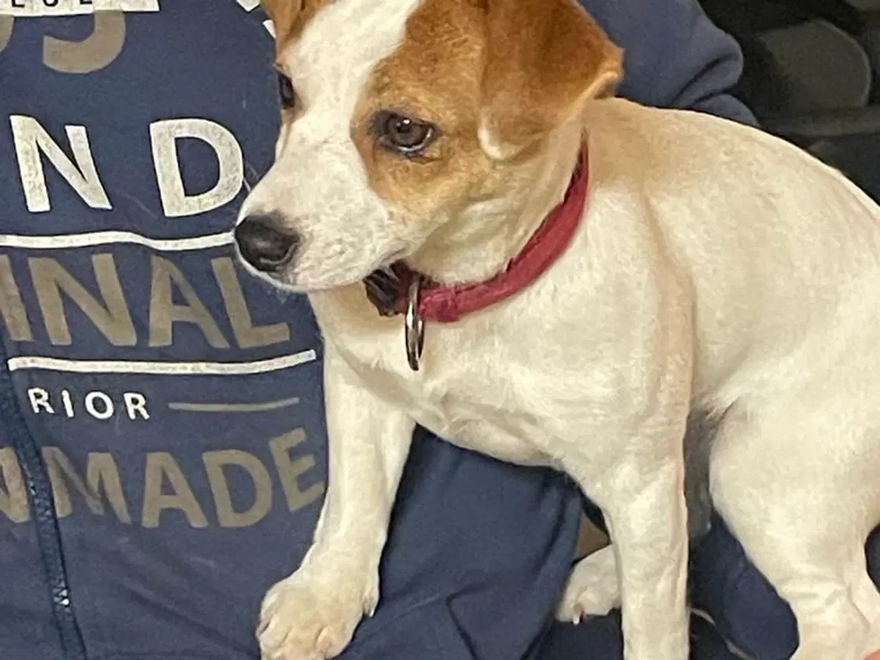 Billede 2 - Jack Russell Terrier - 10 måneder