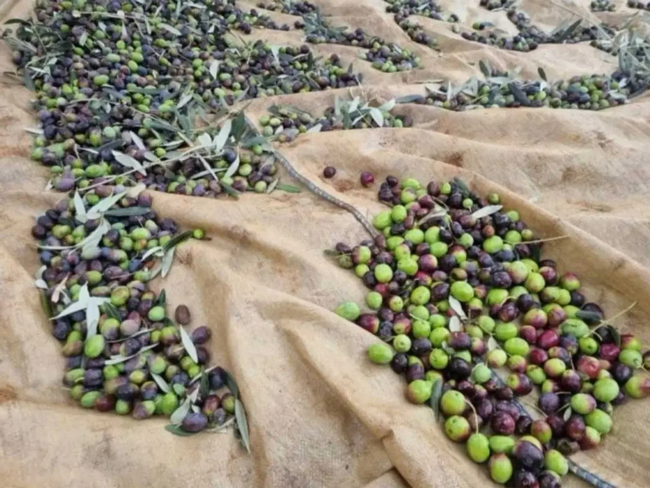 Billede 6 - Olivenolie