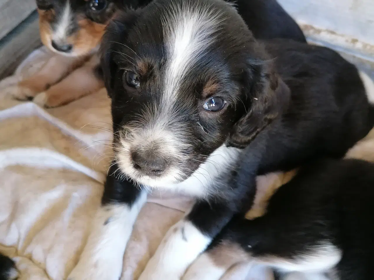 Billede 4 - Hundehvalp 