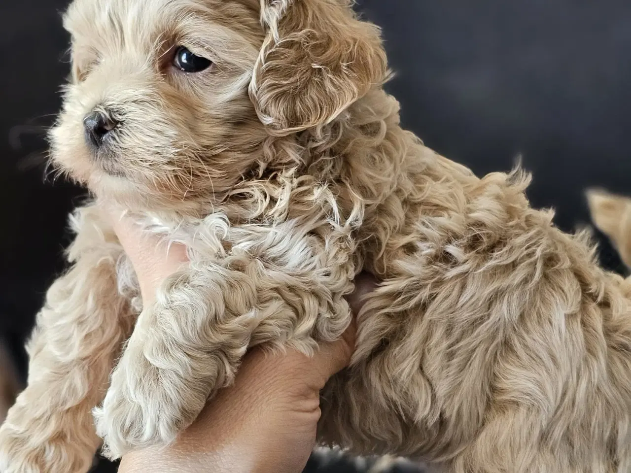 Billede 2 - Mini maltipoo