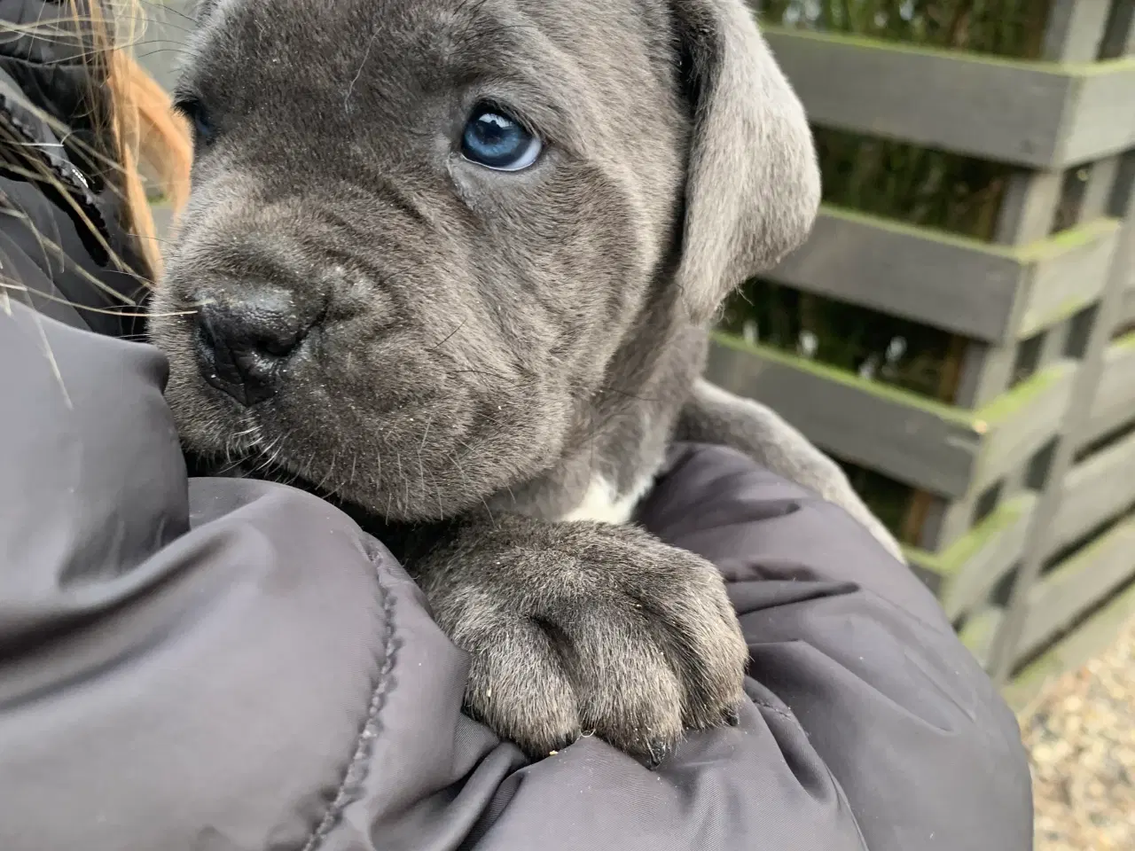 Billede 3 - Cane Corso Italiano hvalpe 