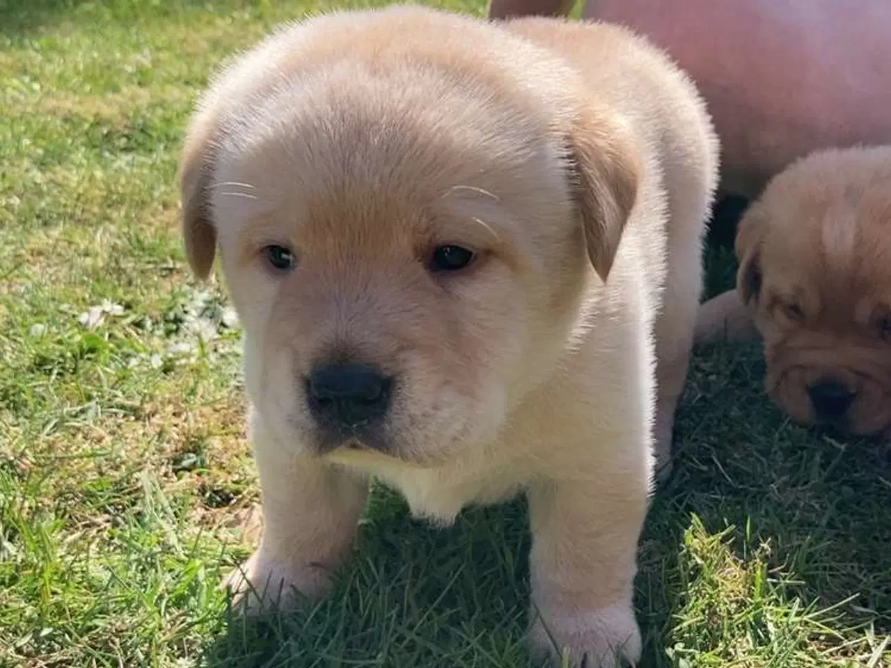 Billede 8 - Blandings Hvalpe 3/4 labrador 1/4 chow chow