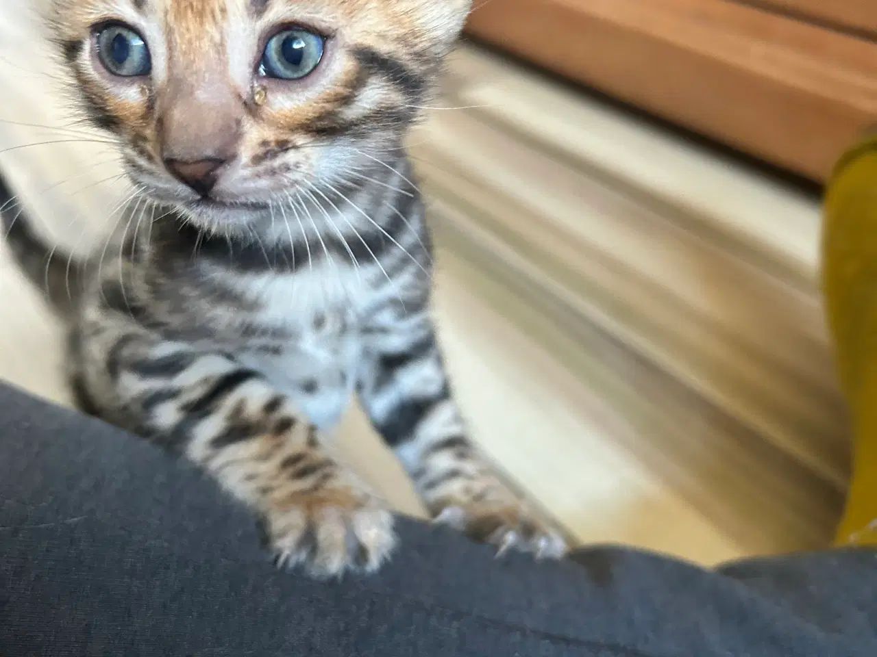 Billede 6 - Bengal Kitten 
