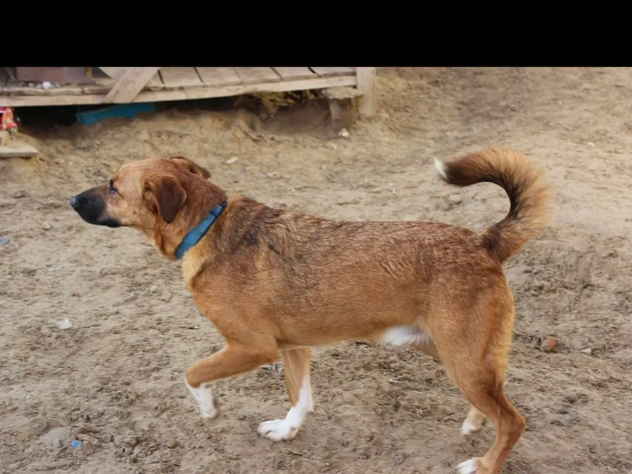 Billede 4 - Sødeste Alik søger familie