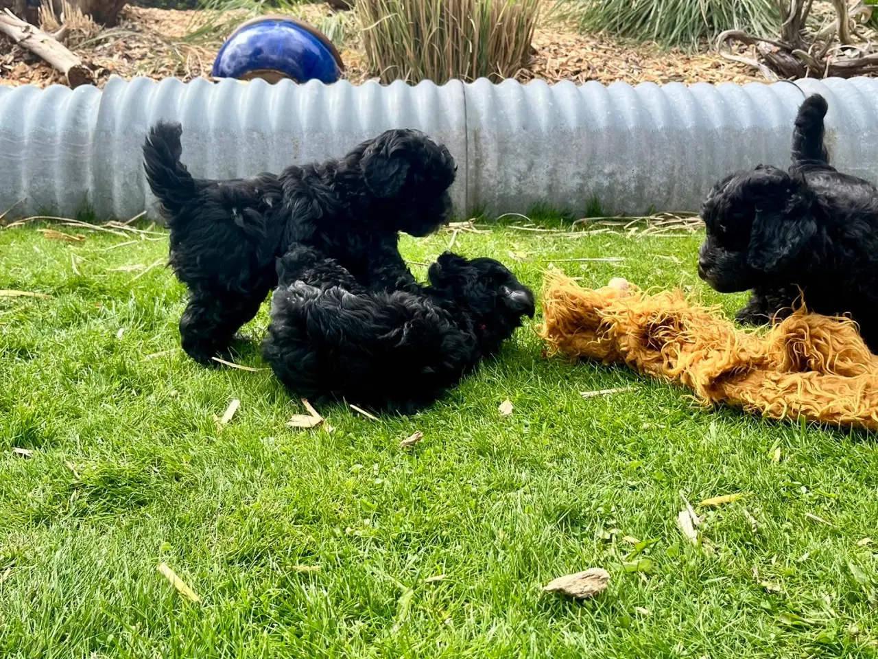 Billede 8 - Cavapoo-hvalpe 4 tilbage