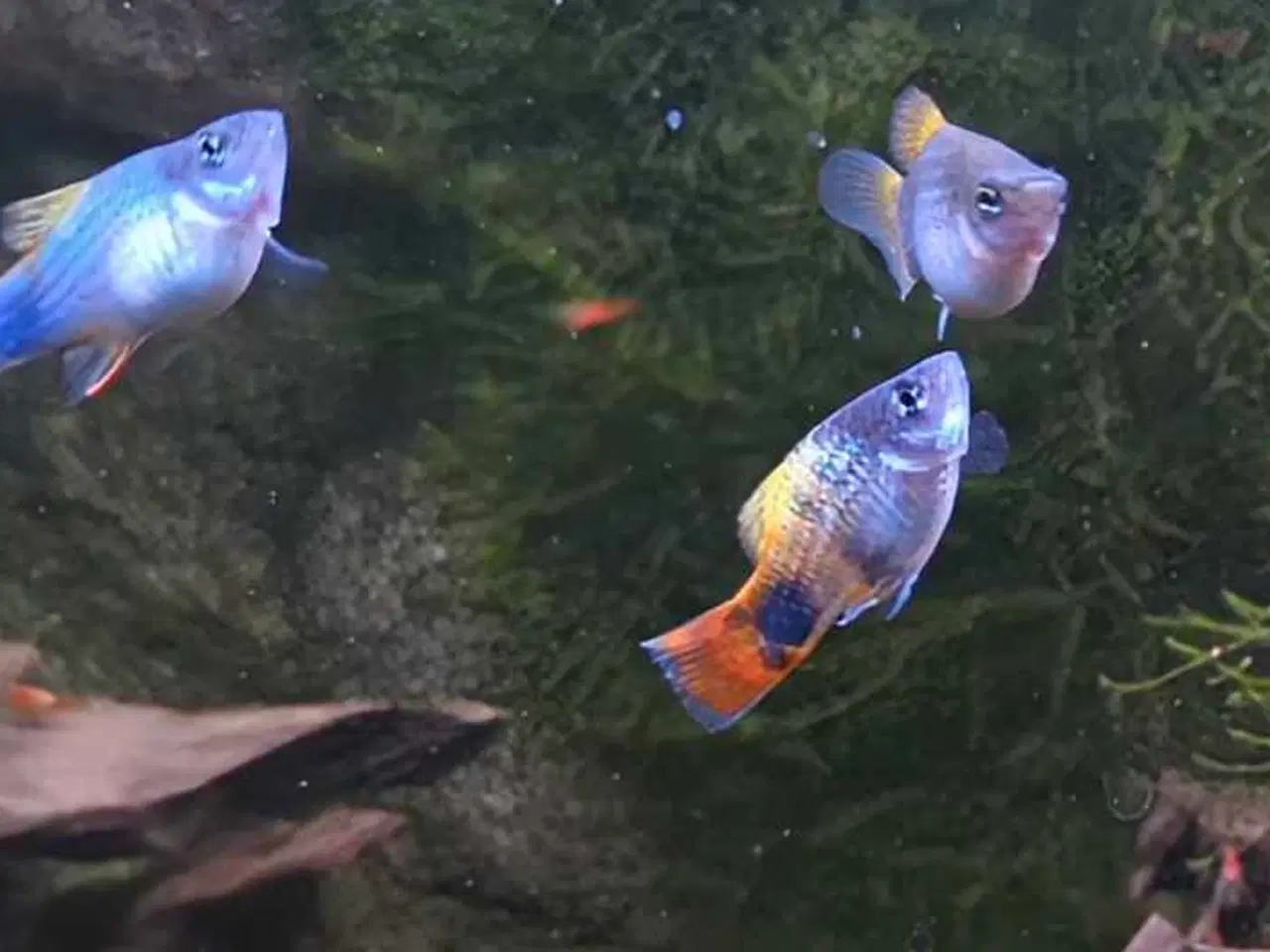 Billede 4 - Blue Butterfly Mickey Mouse Platy - farverige fisk