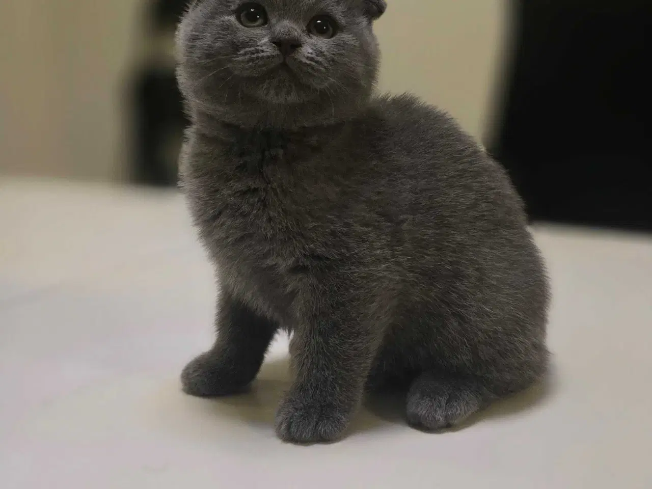 Billede 4 - 3 skønne kattekillinger 