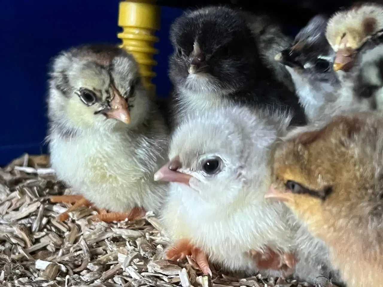 Billede 1 - DAGGAMLE kyllinger fra d. 29/4