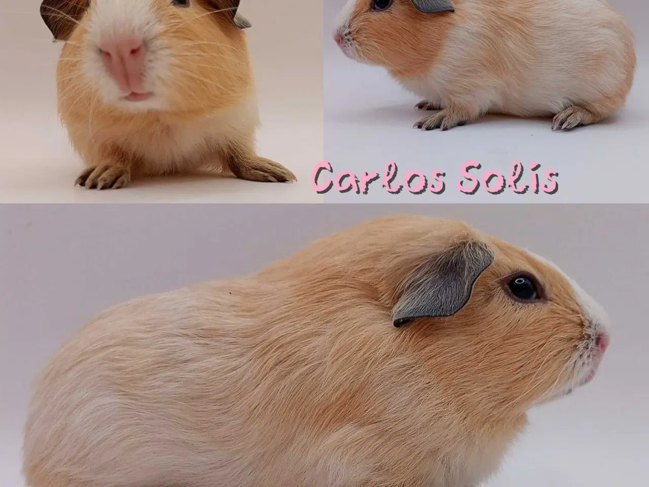 Billede 4 - DK Marinos opdræt