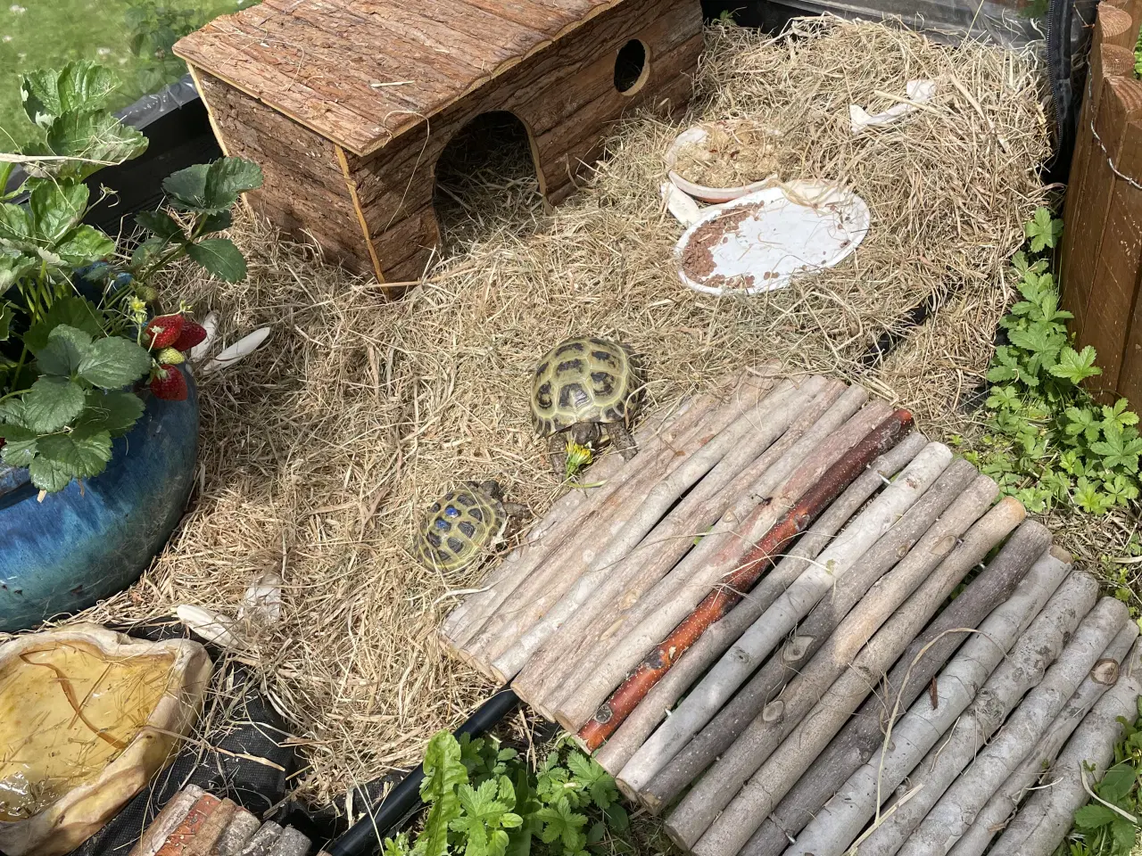 Billede 4 - Russiske landskildpadder der savner nyt godt hjem