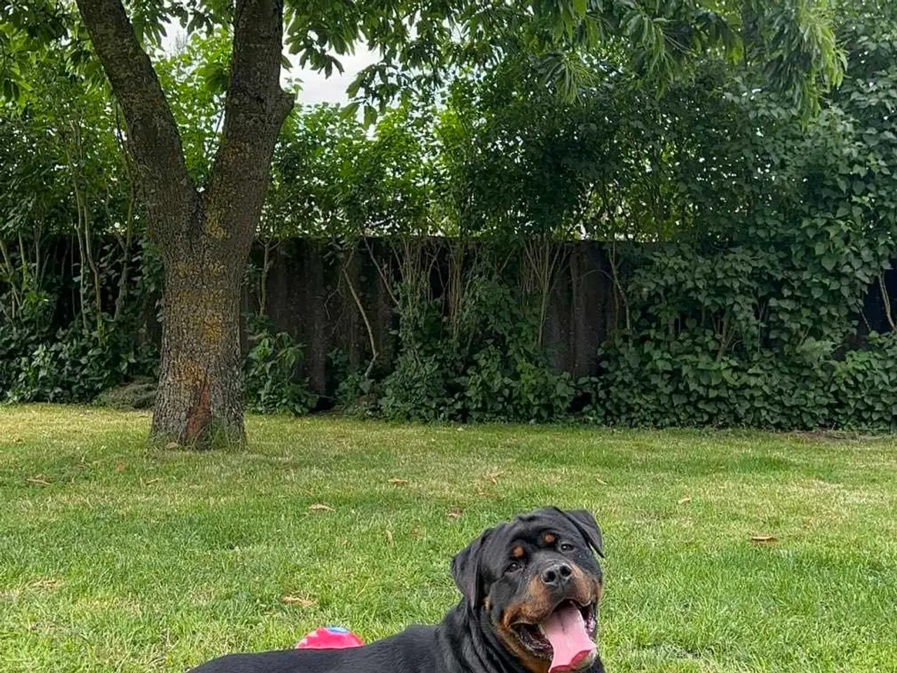 Billede 5 - Rottweiler han 