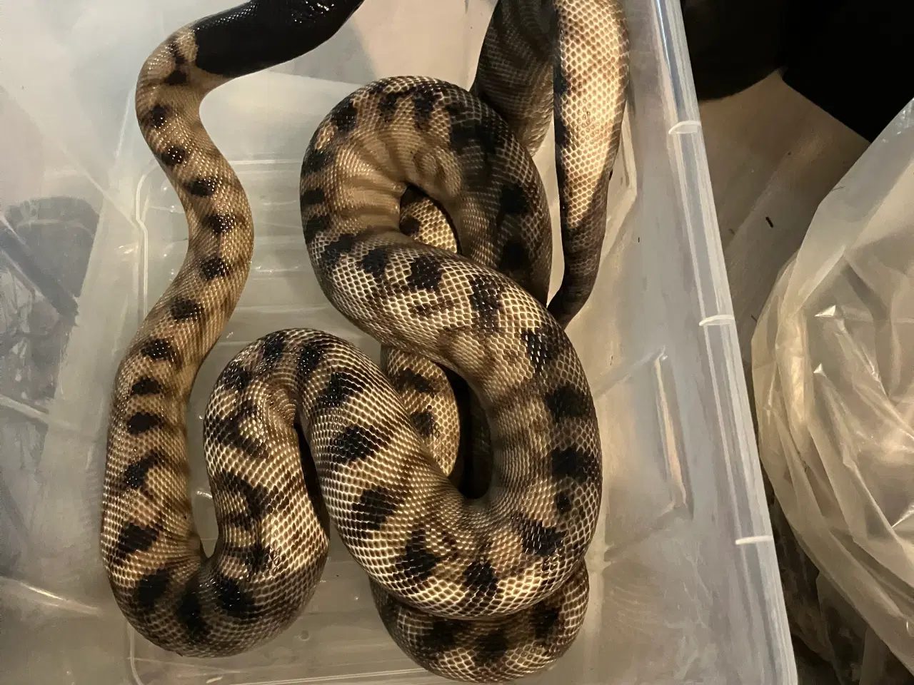 Billede 1 - Blackhead pyton (sorthoved pyton) 