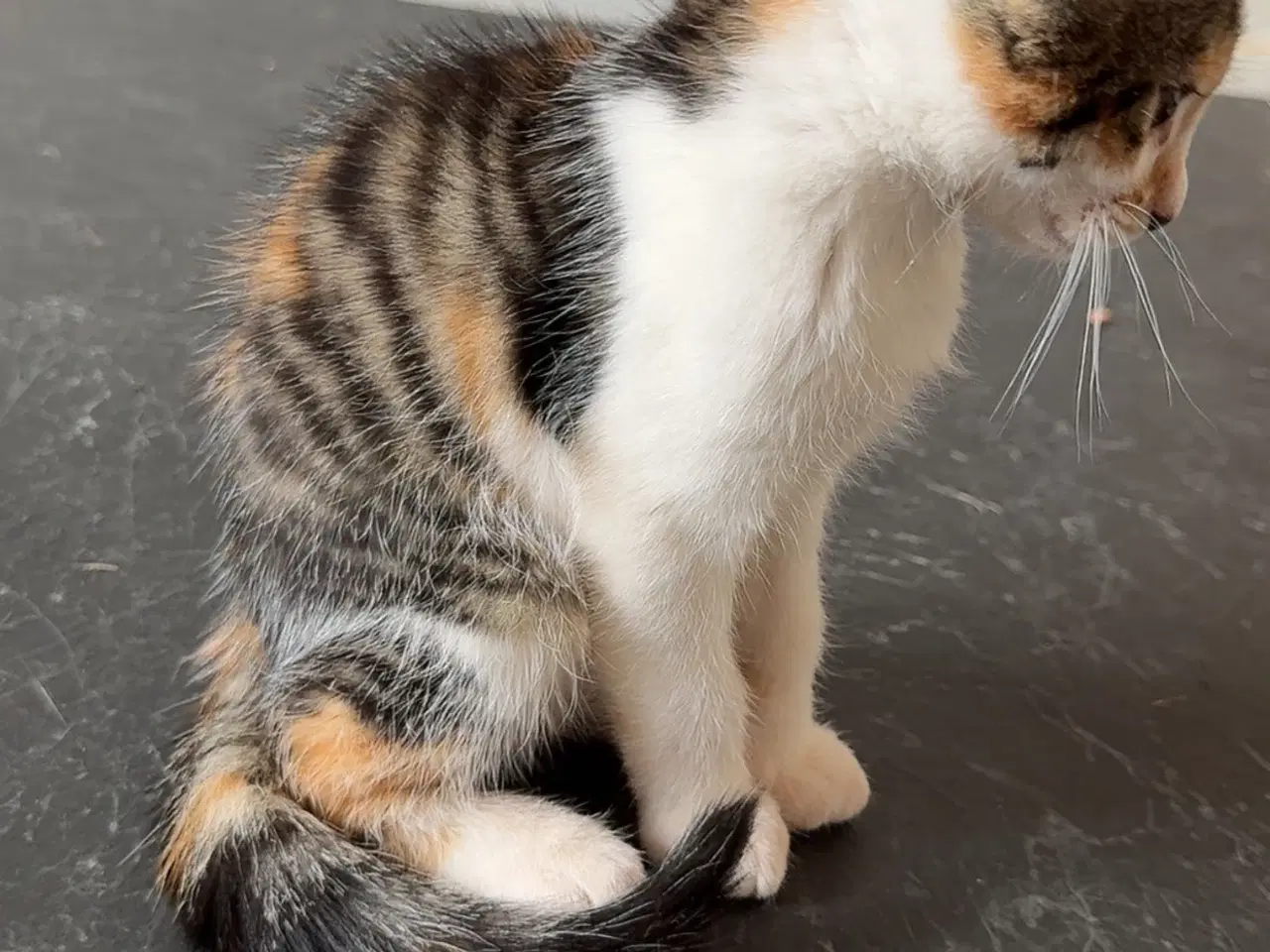 Billede 3 - Søde kattekillinger sælges♥️