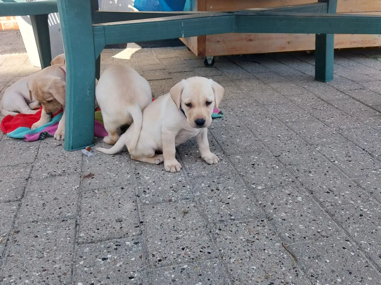 Billede 8 - Gule labrador hvalpe.