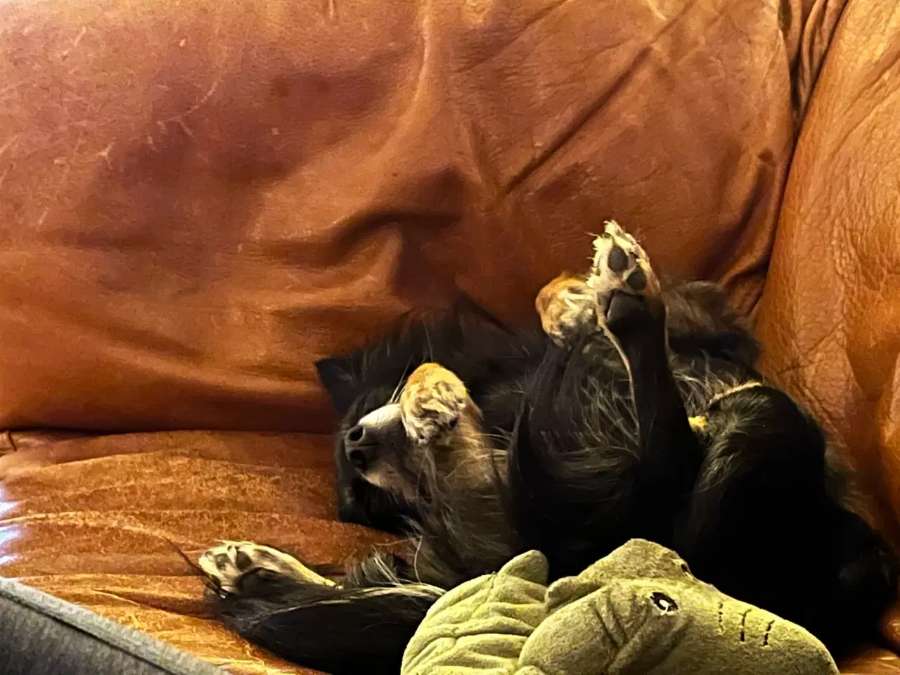 Billede 7 - Hund søger nyt hjem