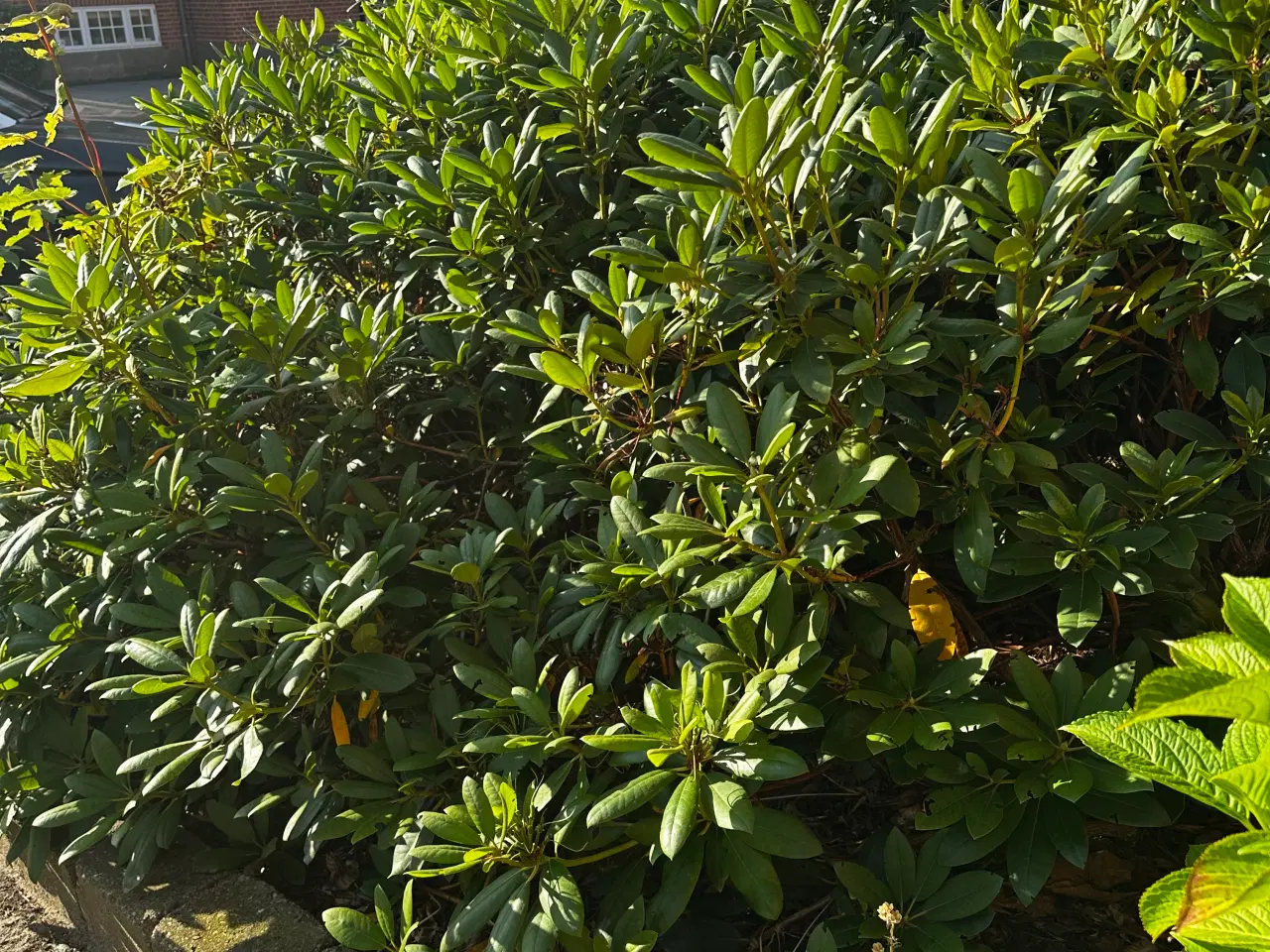 Billede 1 - Rhododendron, buskbom samt andre planter