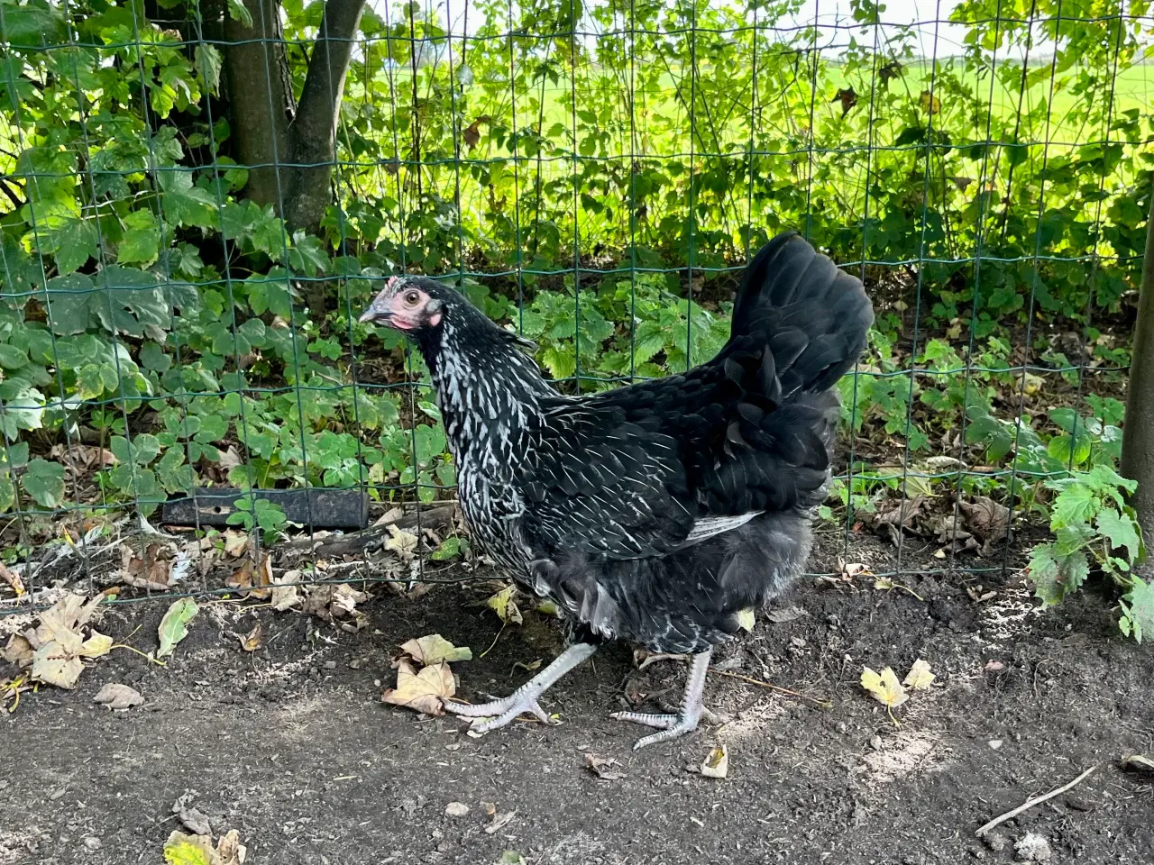 Billede 4 - 3høns + 1hane blanding lys Sussex / Australorps