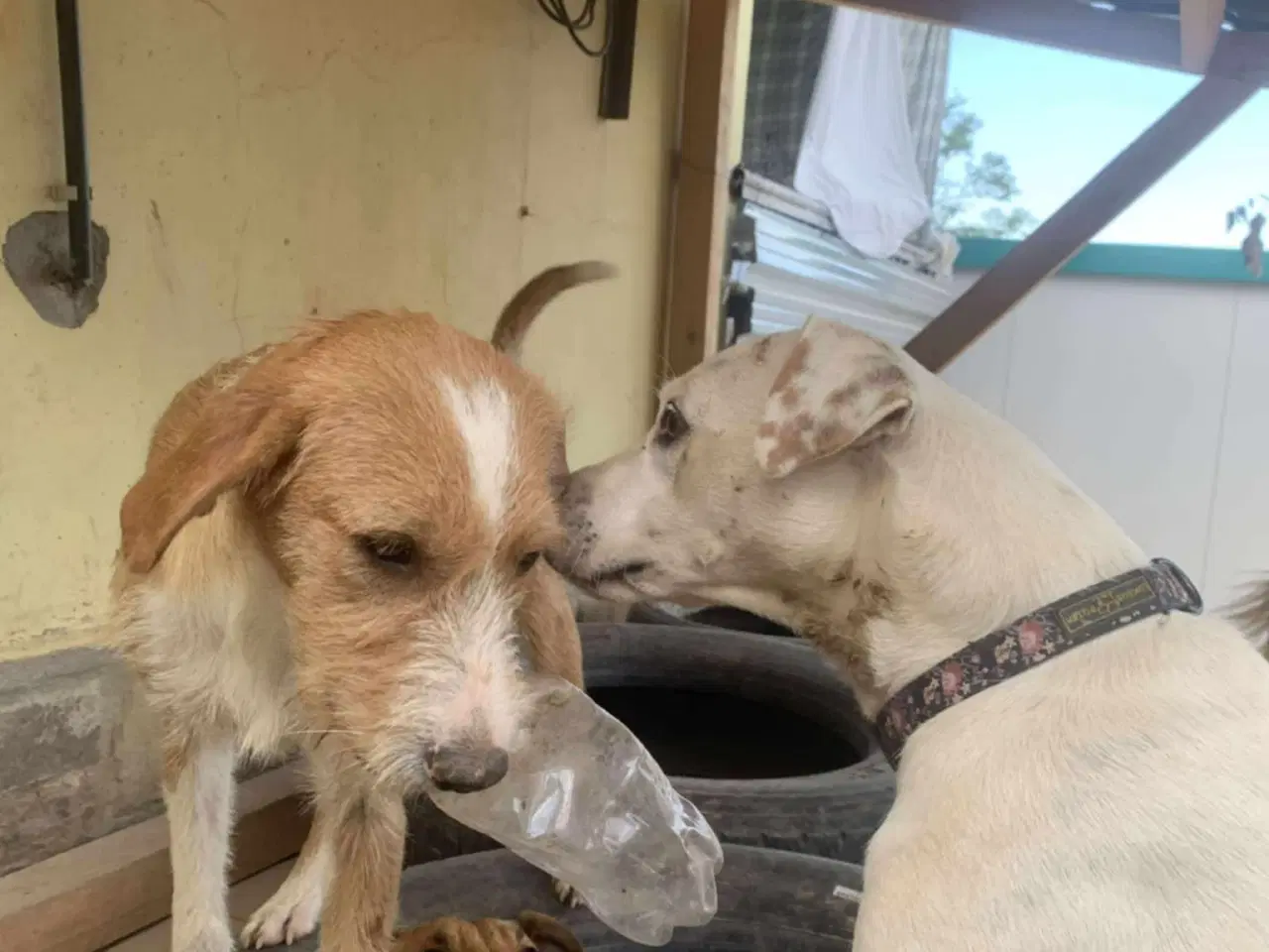 Billede 9 - Skønne Cairo søger sit 4ever hjem