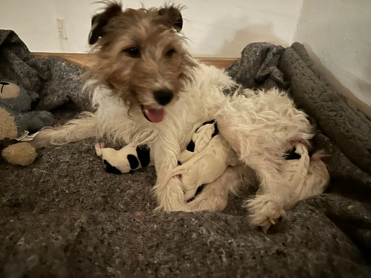 Billede 9 - Foxterrier/dansk-svensk blandingshvalp