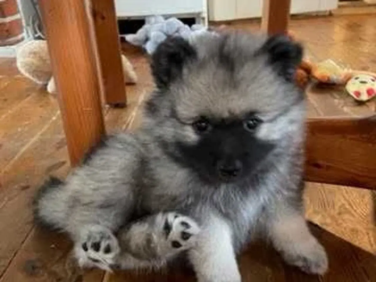 Billede 10 - Keeshond hvalpe