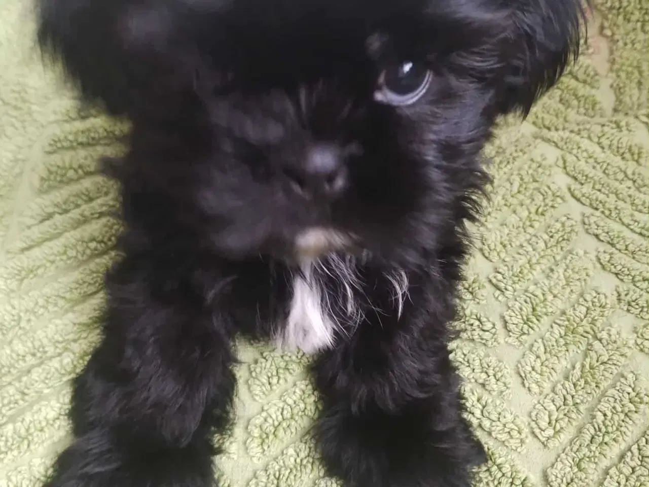Billede 8 - Hej. Jeg har 4 smukke hund SHIH TZU