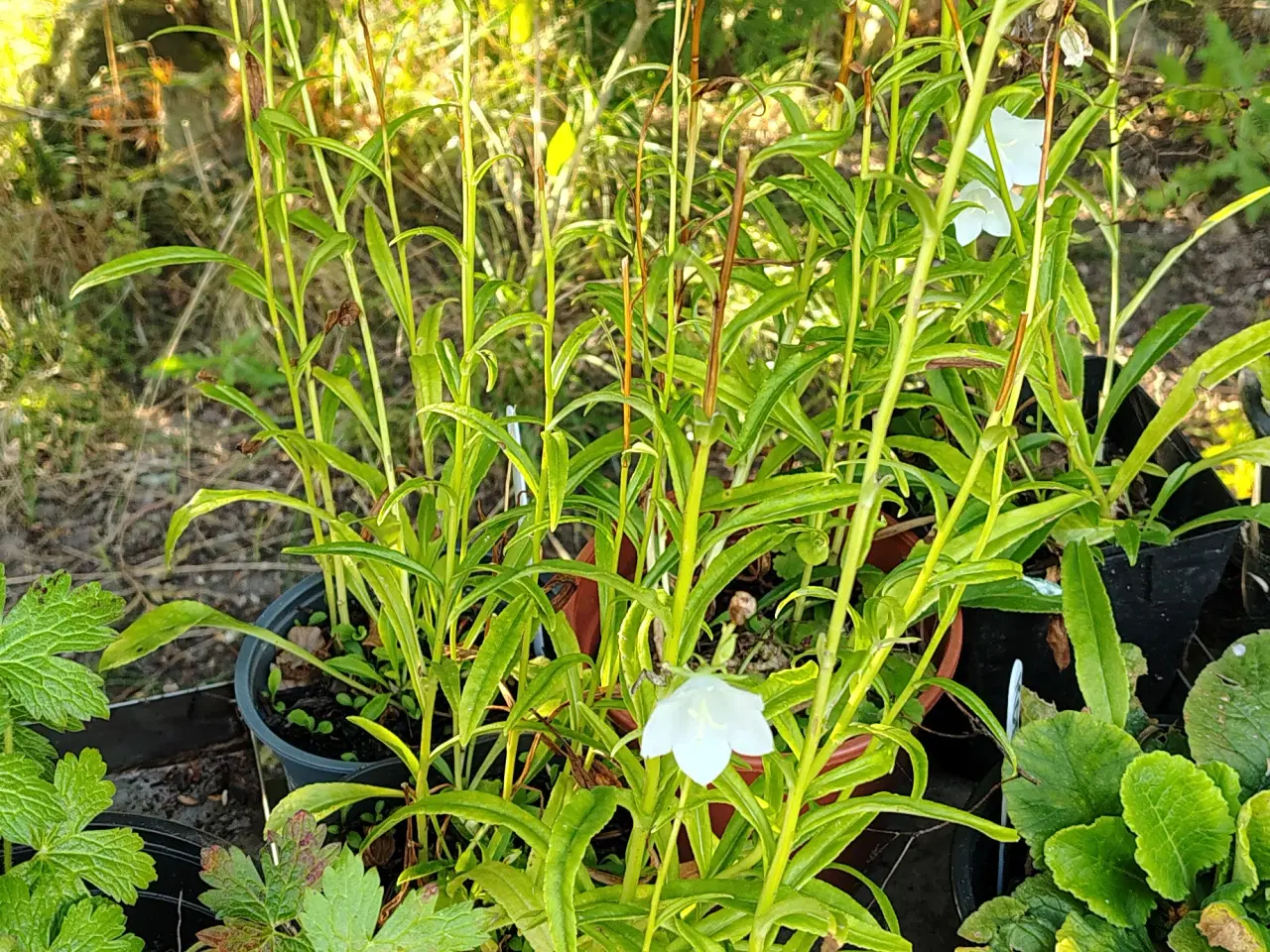 Billede 3 - Campanula. Smalbladet Klokke. Persicifolia Alba
