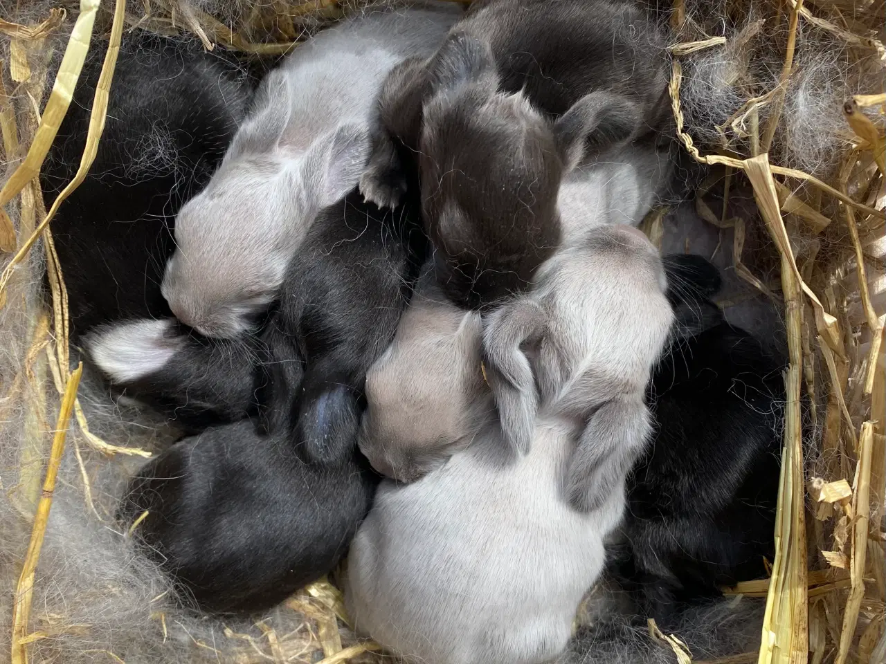 Billede 4 - FRANSK VÆDDER HUN SALLANDER