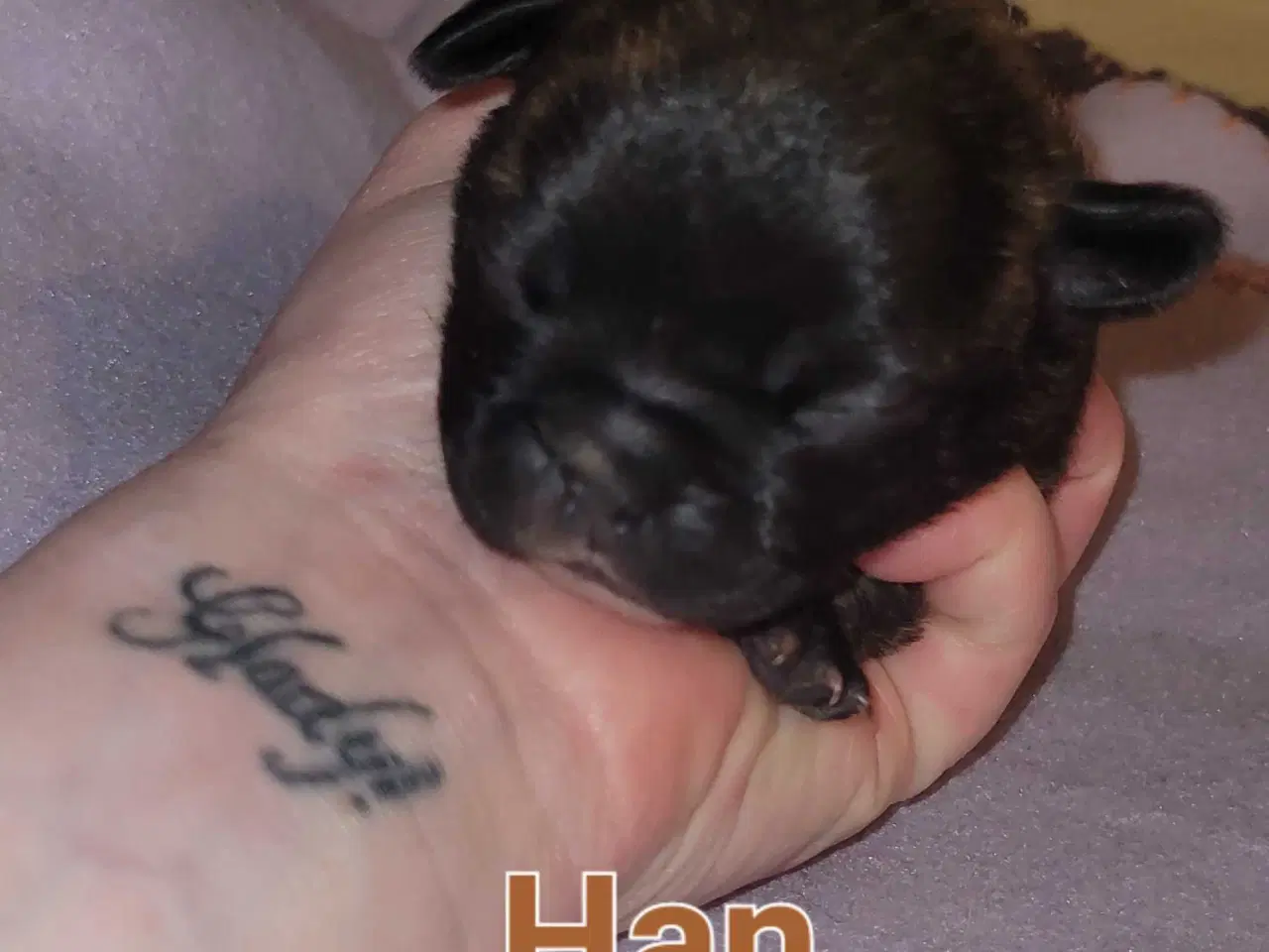 Billede 3 - Mops beagle blanding