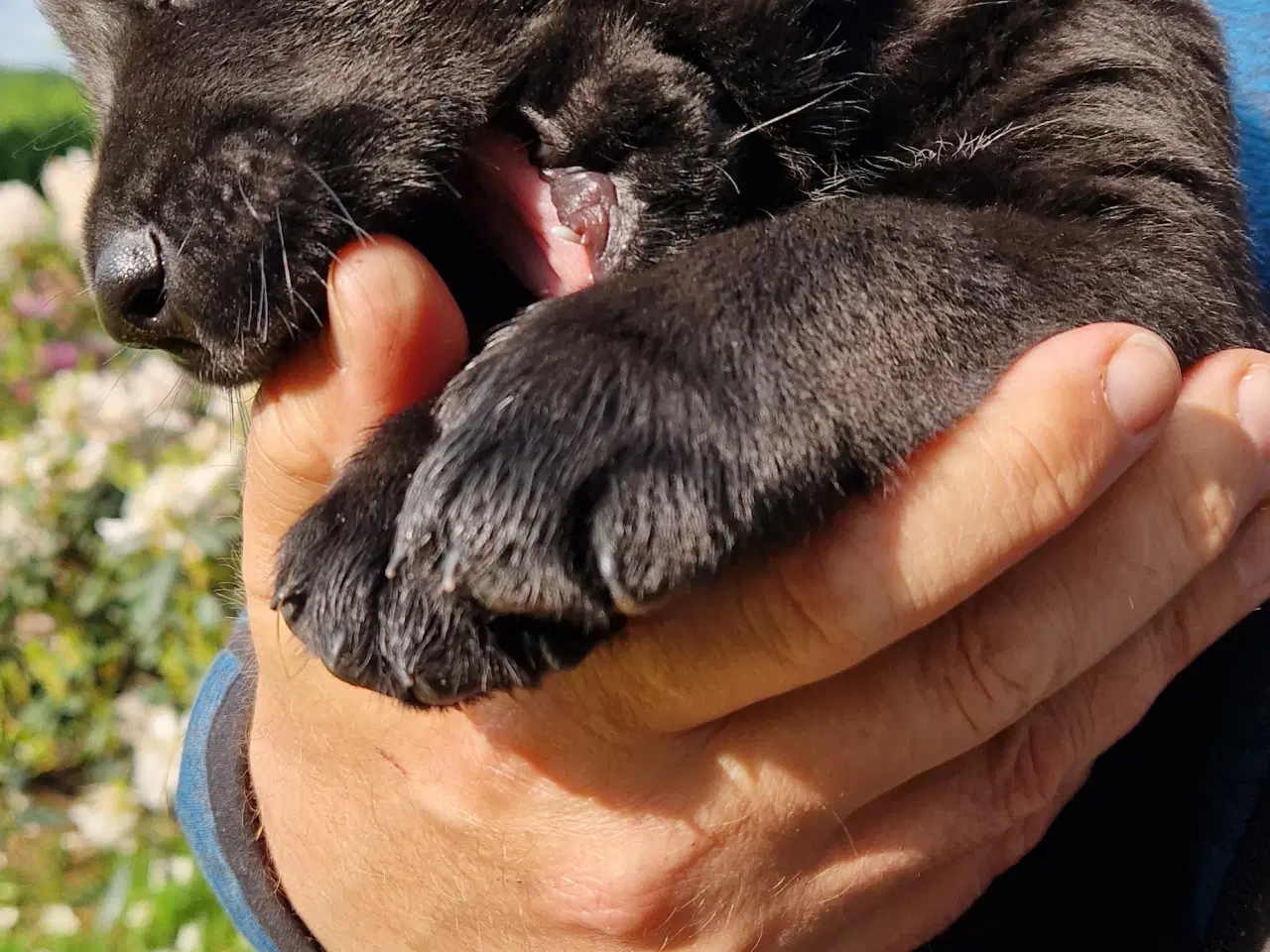Billede 1 - Hunde hvalpe 