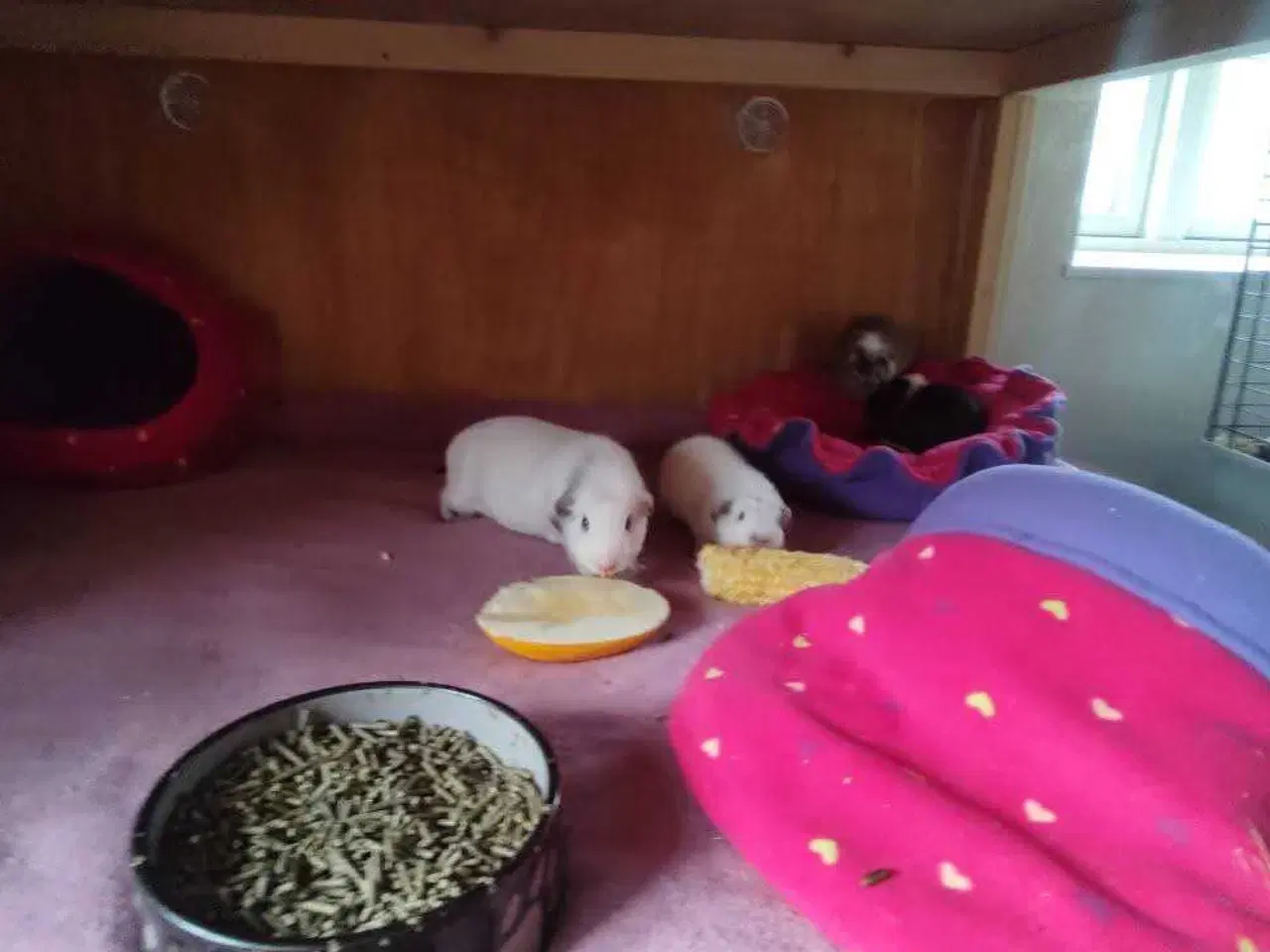 Billede 7 - Store marsvinebure på Sjælland & Jylland