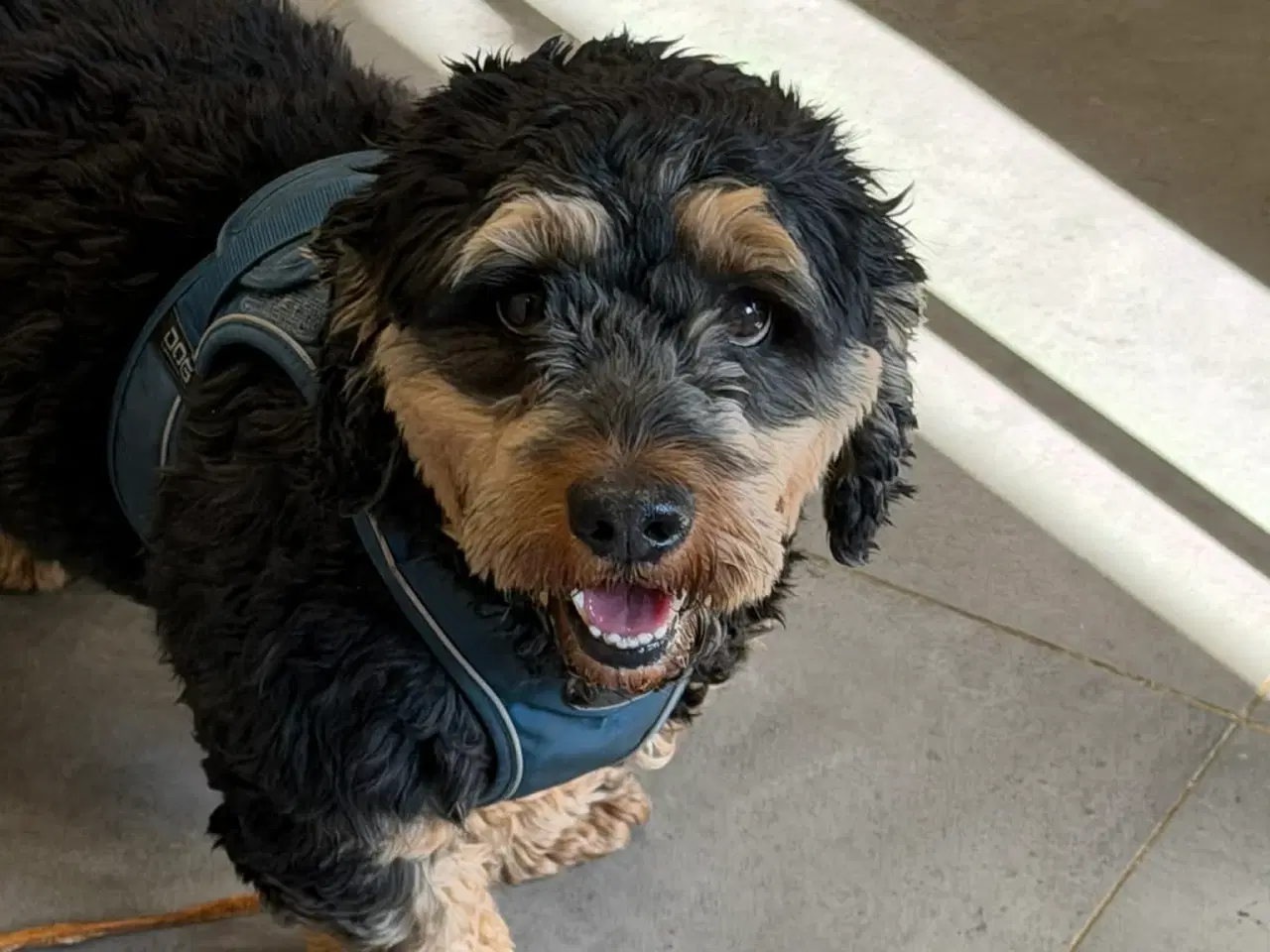 Billede 3 - 🐾 Søde Balder søger sit helt rette hjem 🐾