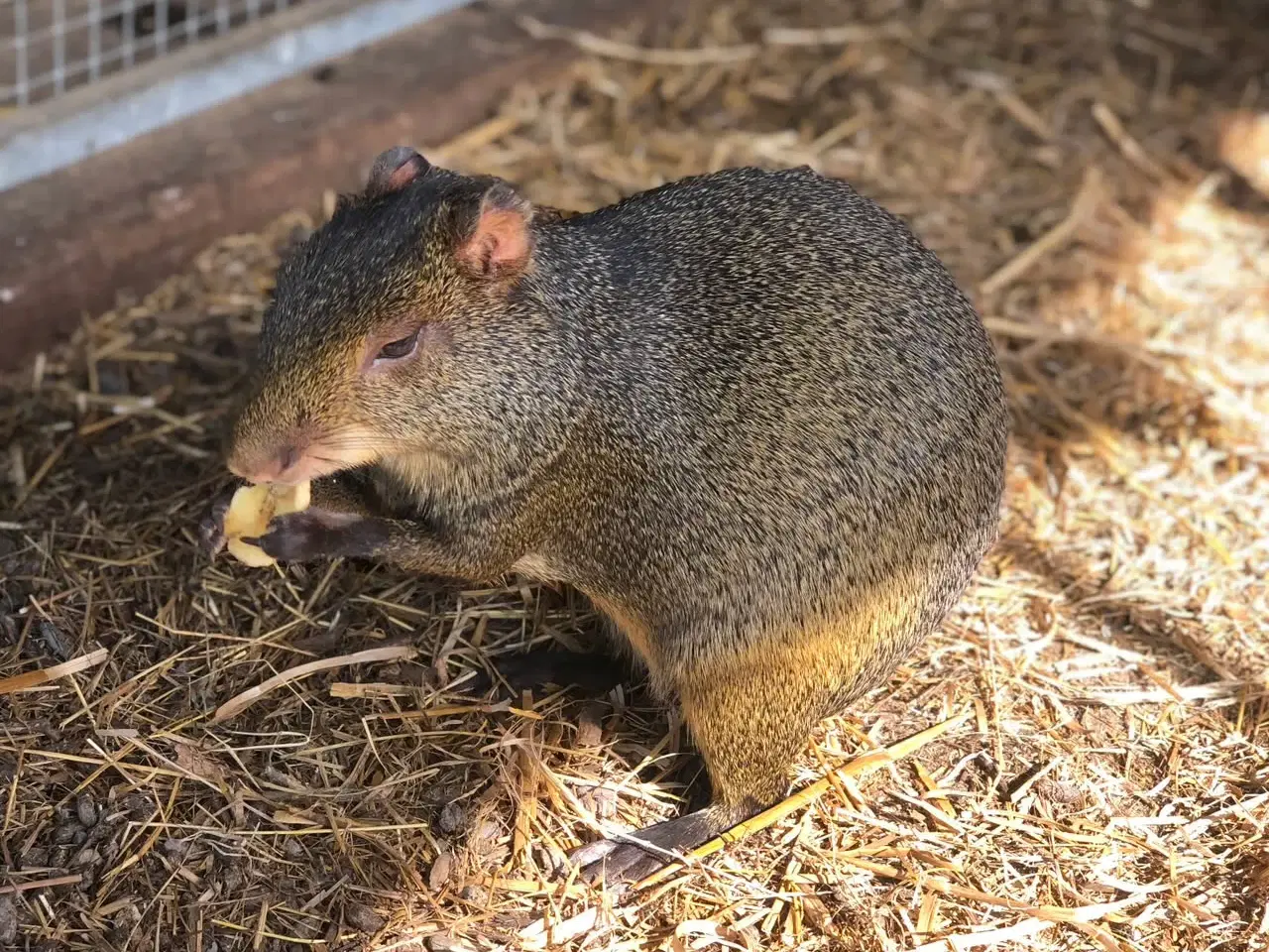 Billede 1 - Agouti han sælges 