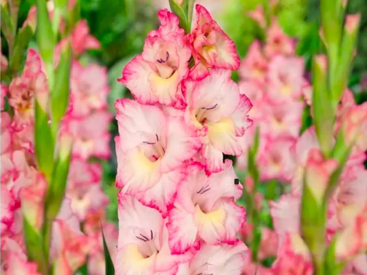 Billede 4 - Gladious dk's billigste