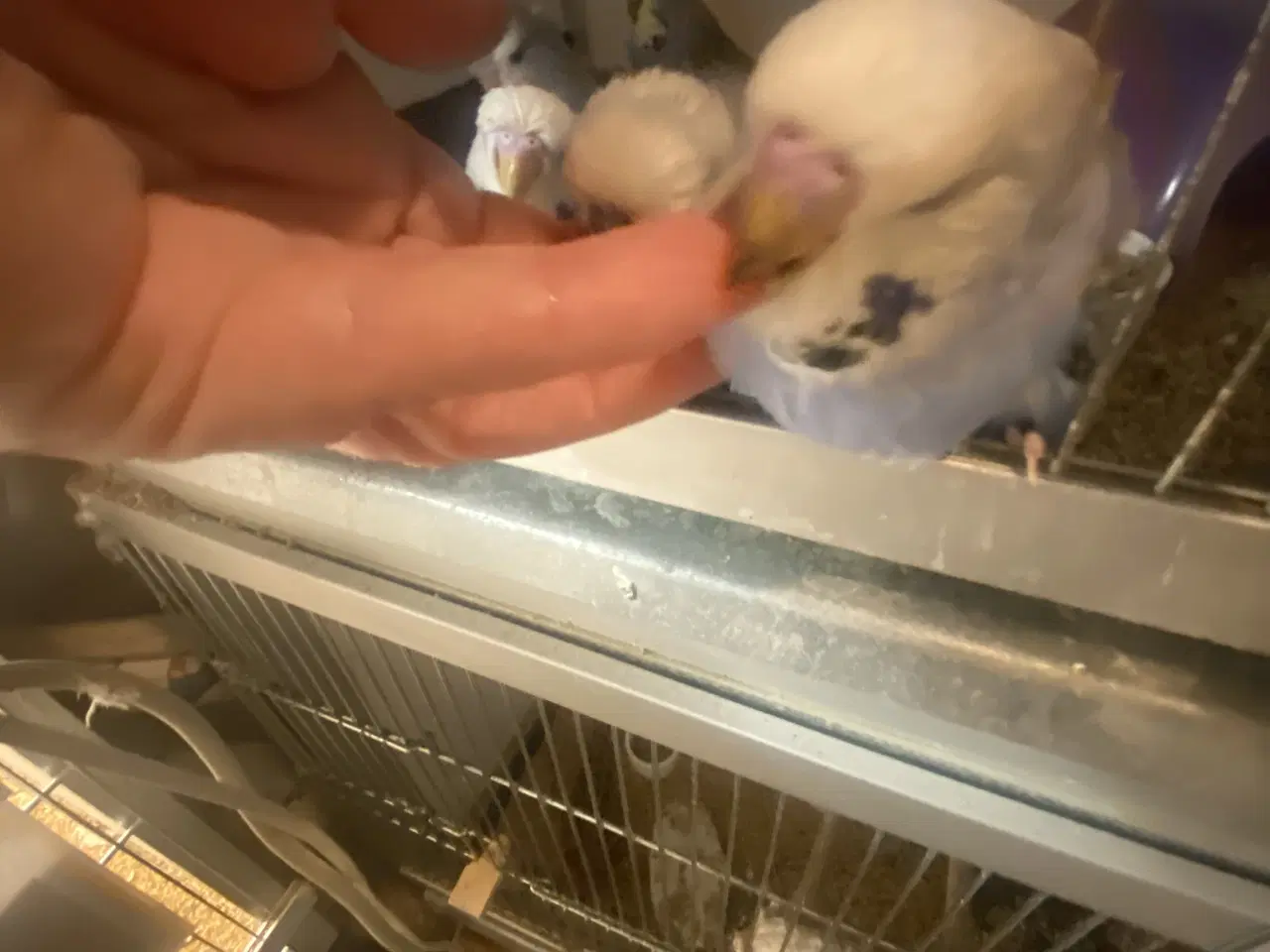 Billede 4 - Sød engelsk hanunge