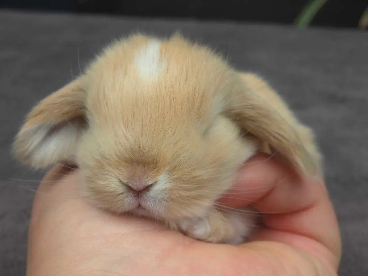 Billede 2 - Minilops unger