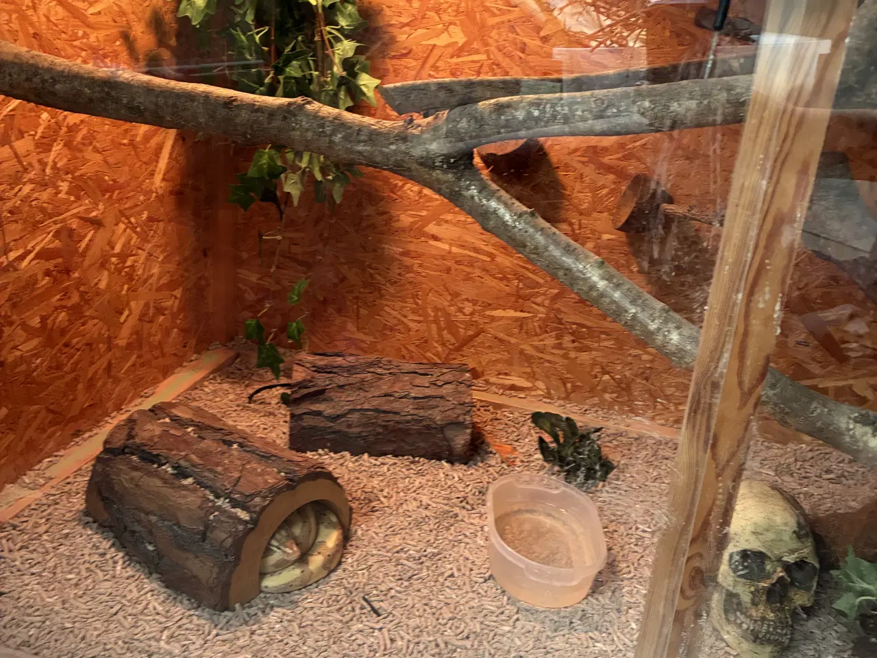 Billede 8 - Kongepyton Banana leopard 100% het clown