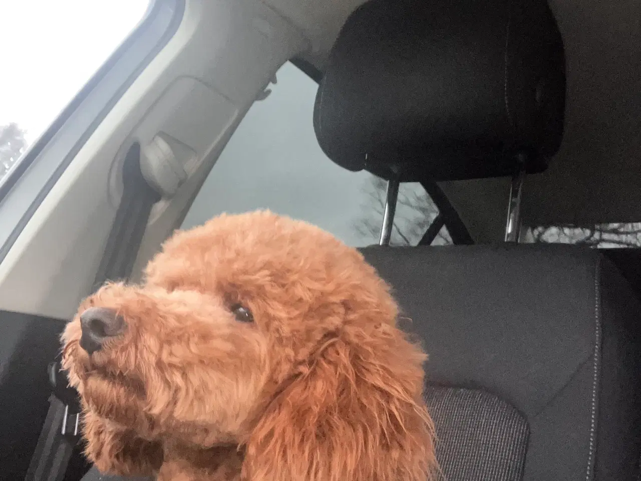 Billede 5 - Lui Puddel Parring