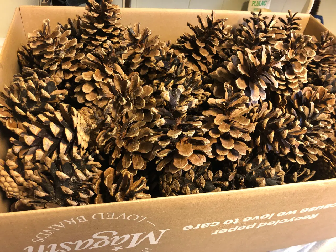 Billede 2 - Fine tørre kogler