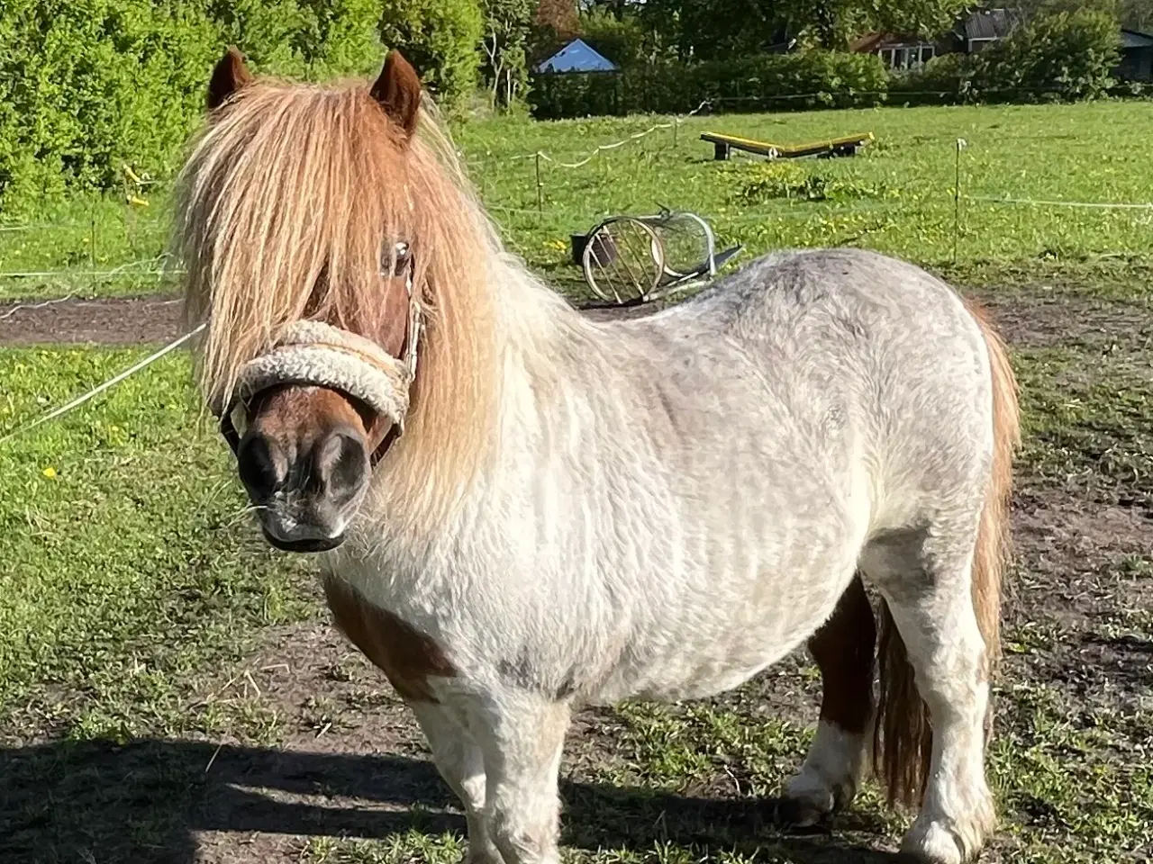 Billede 4 - Shet. Vallak med rødt pas