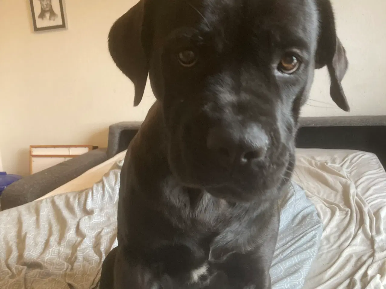 Billede 4 - Cane corso tæve, 2 år