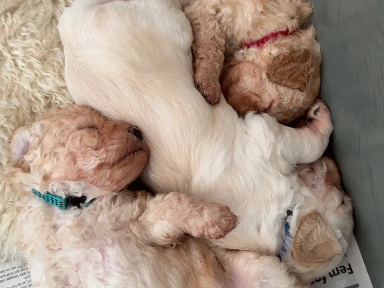 Billede 5 - Goldendoodle hvalpe sælges 