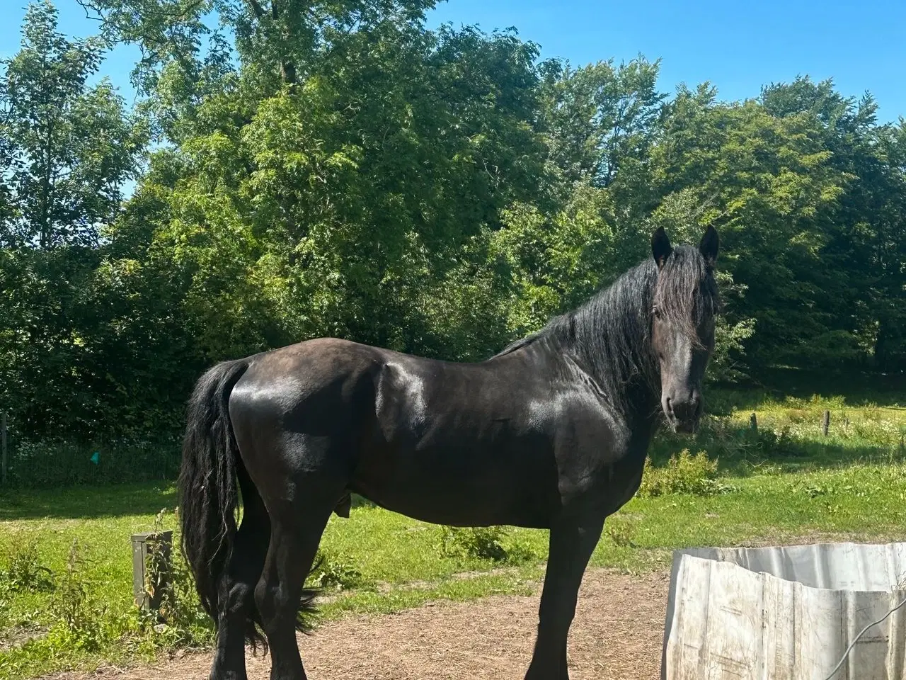 Billede 3 - Jackson af Doraterasminde 