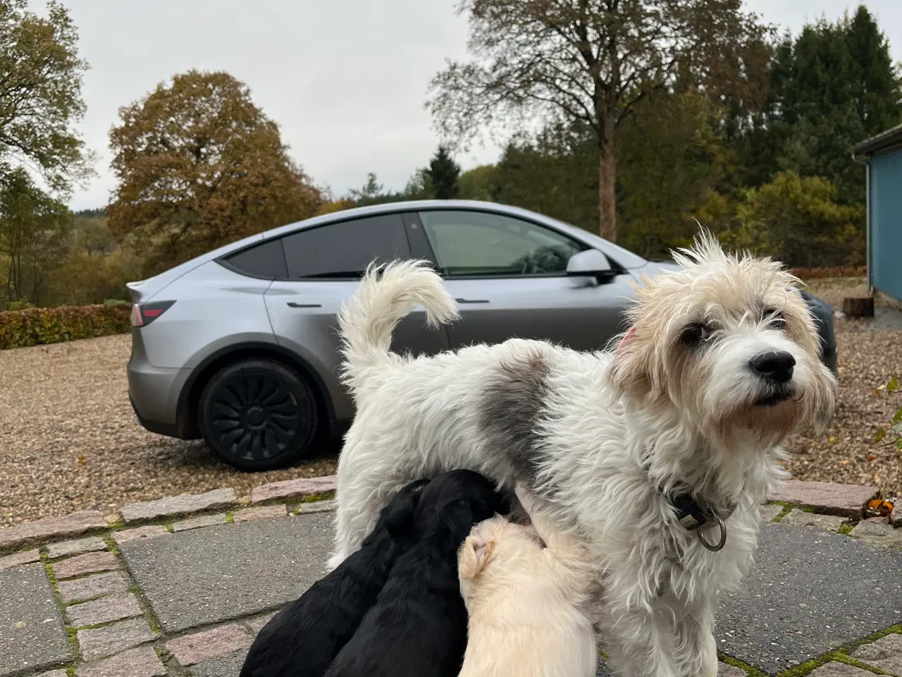 Billede 7 - Bichon Havanais/Jack Russel x Schnauzer tæve (gade