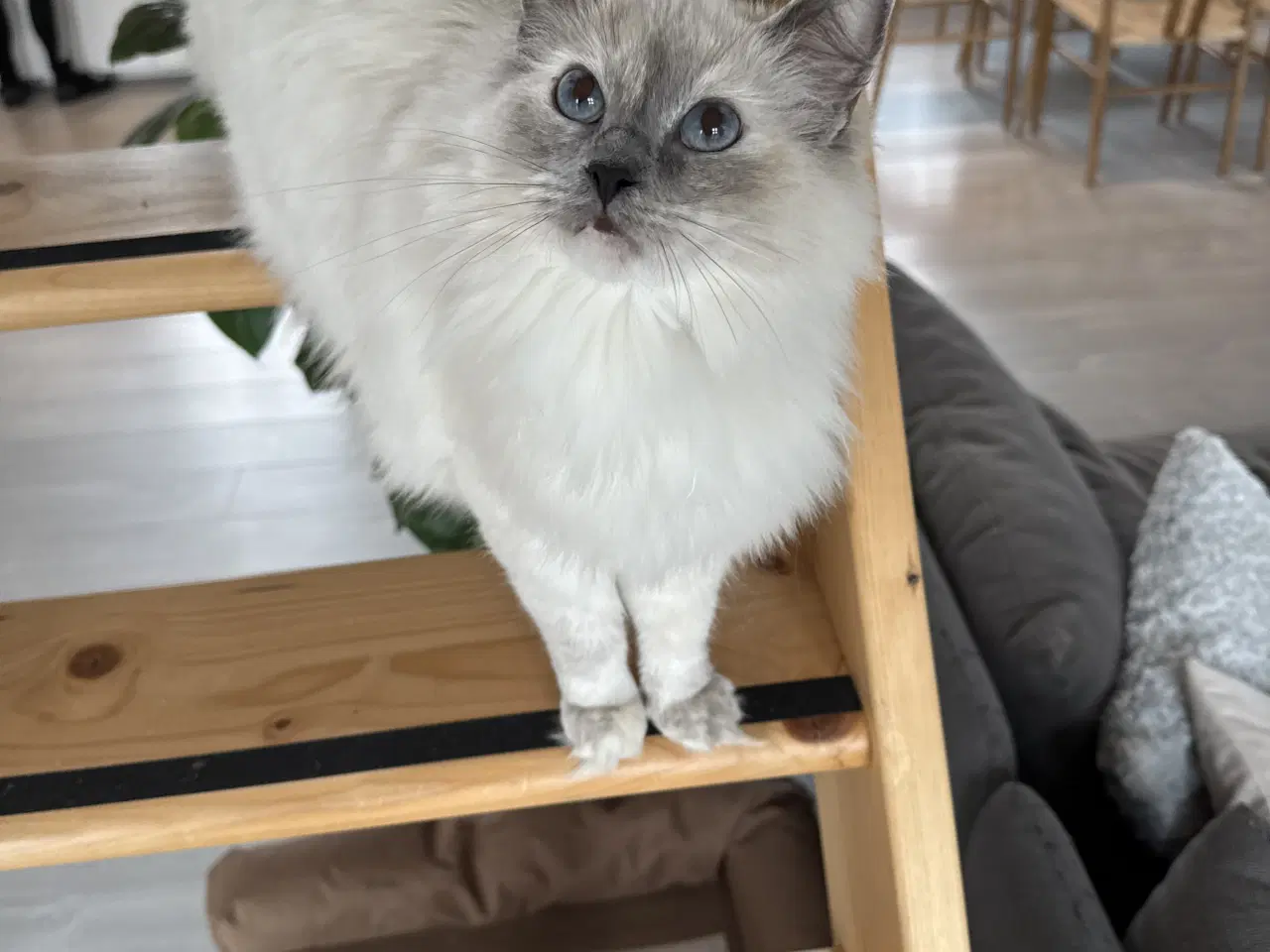 Billede 1 - Omplacering af fertil Ragdoll