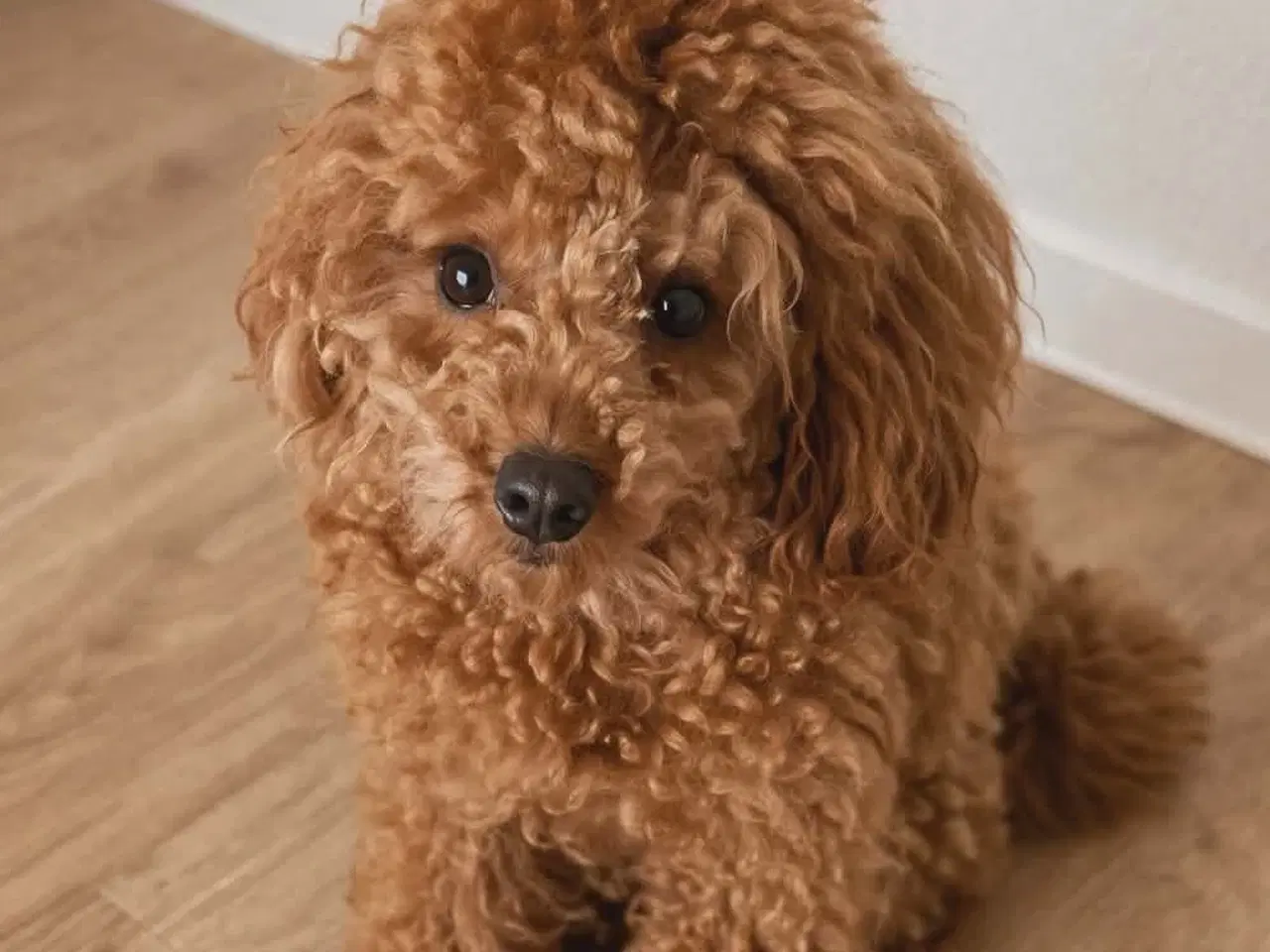 Billede 1 - Total skønhed Toy Puddel