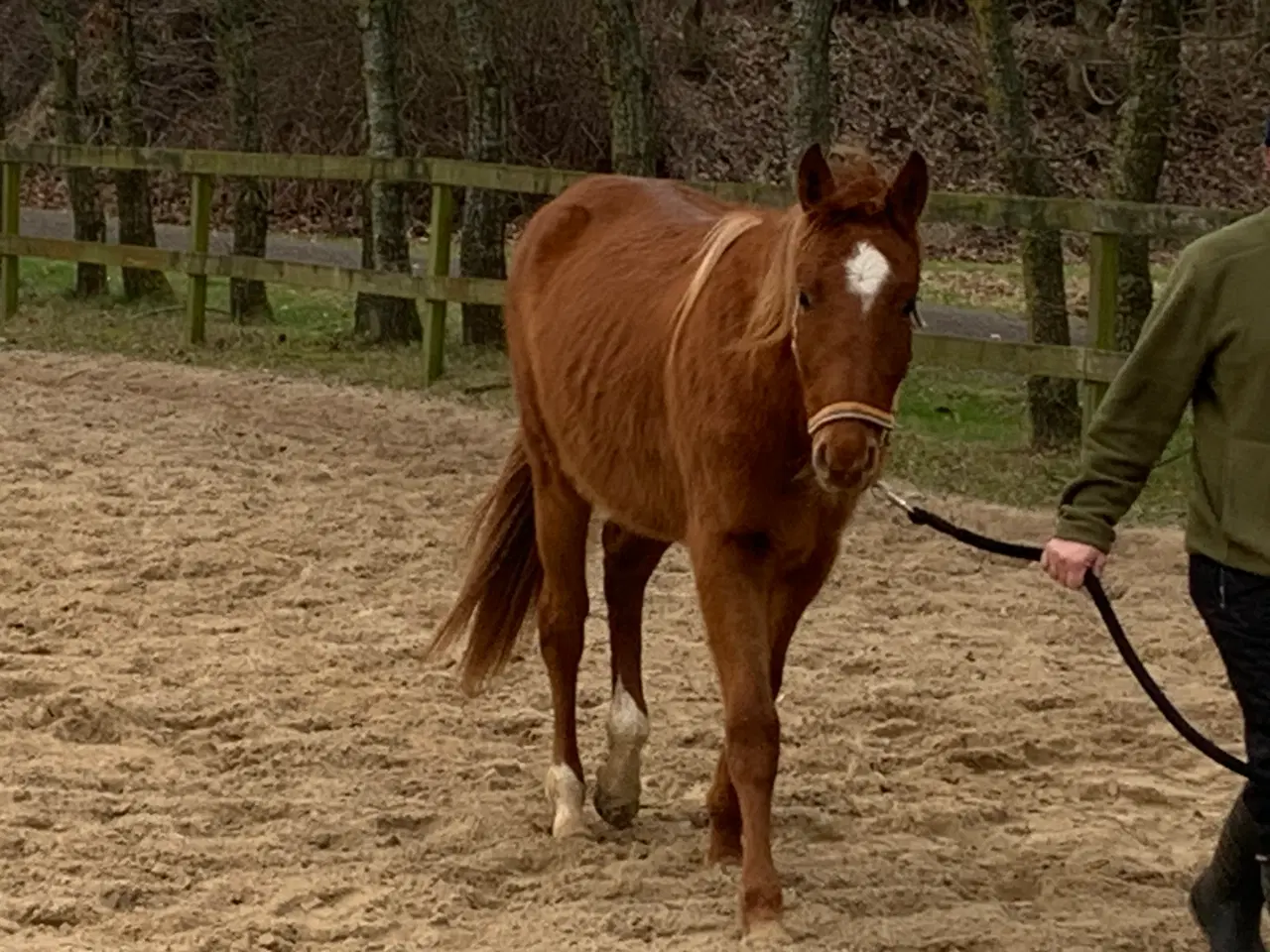 Billede 6 - 2 år hannoveranerhoppe til dressur