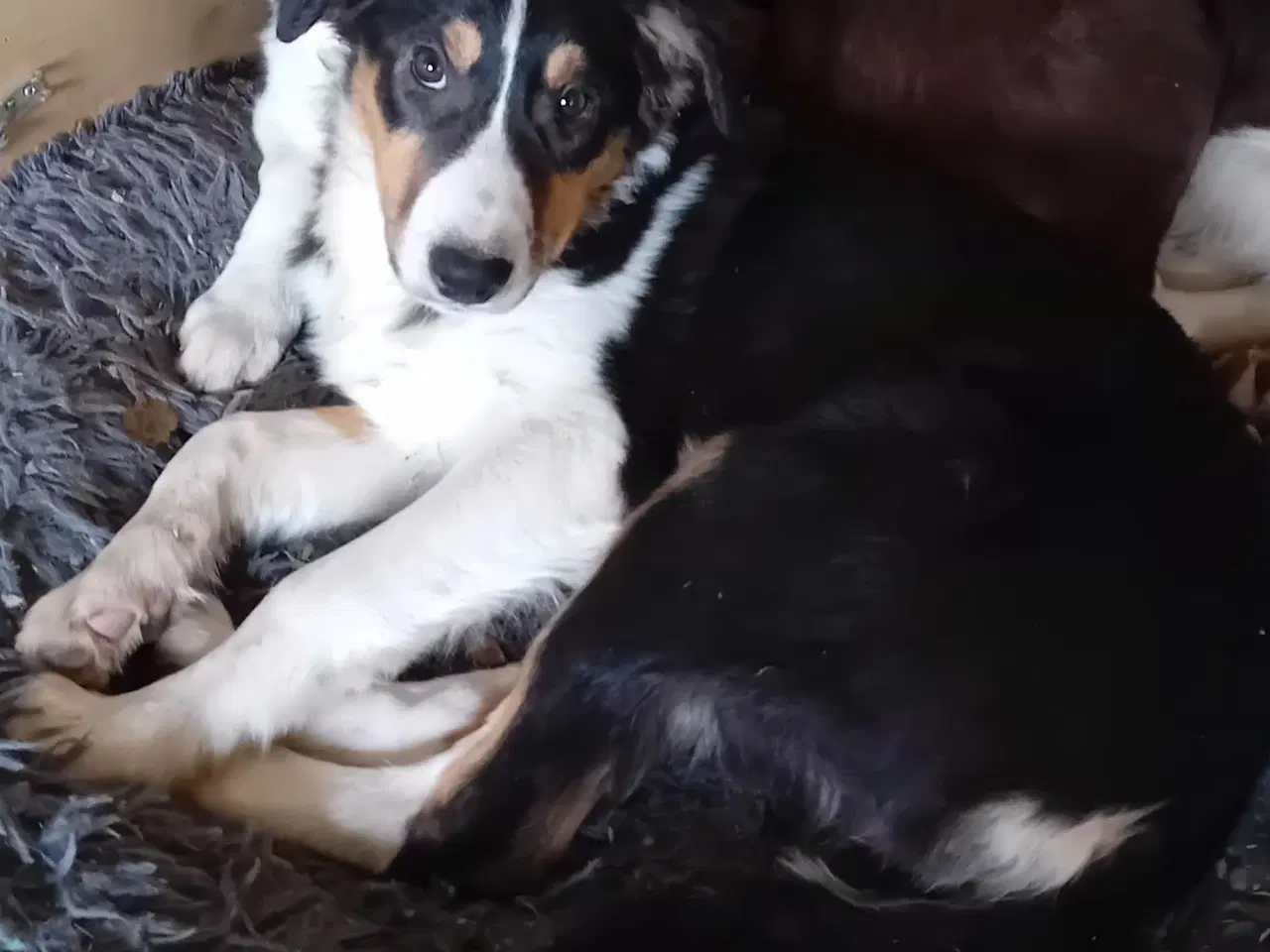 Billede 2 - Meget smukke Border Collie Hvalpe