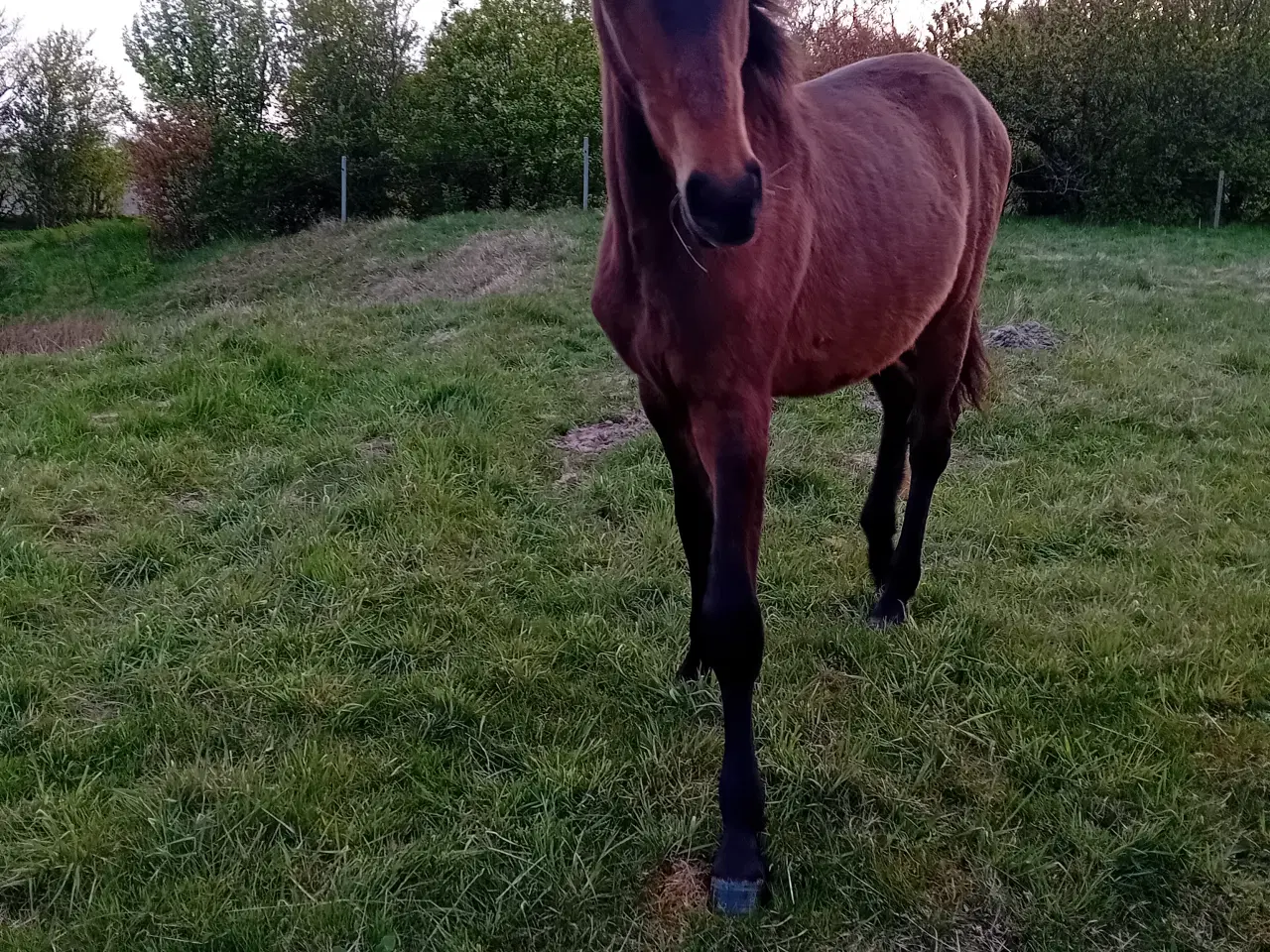 Billede 2 - Max 1'er pony